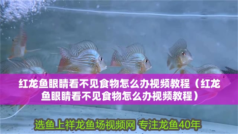 紅龍魚眼睛看不見食物怎么辦視頻教程（紅龍魚眼睛看不見食物怎么辦視頻教程）