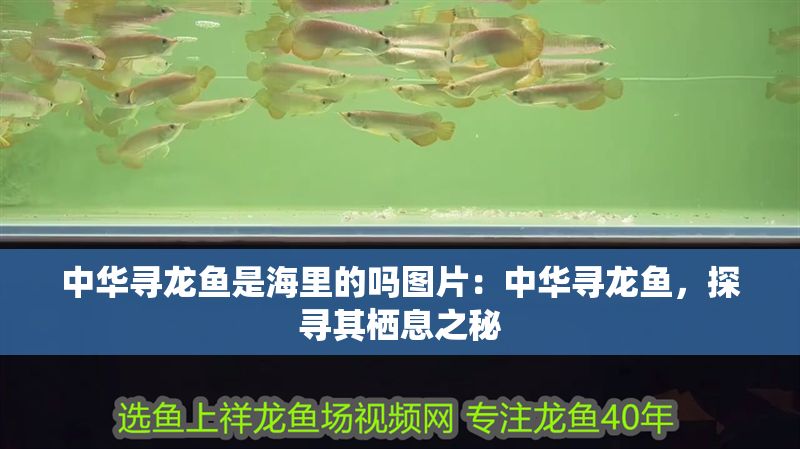 中華尋龍魚是海里的嗎圖片：中華尋龍魚，探尋其棲息之秘