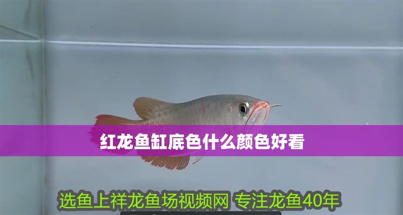 紅龍魚缸底色什么顏色好看