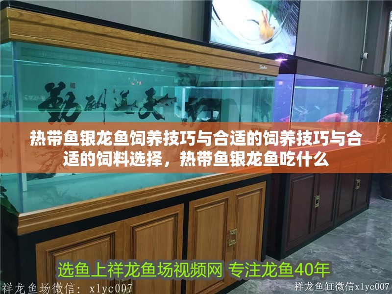熱帶魚銀龍魚飼養技巧與合適的飼養技巧與合適的飼料選擇，熱帶魚銀龍魚吃什么