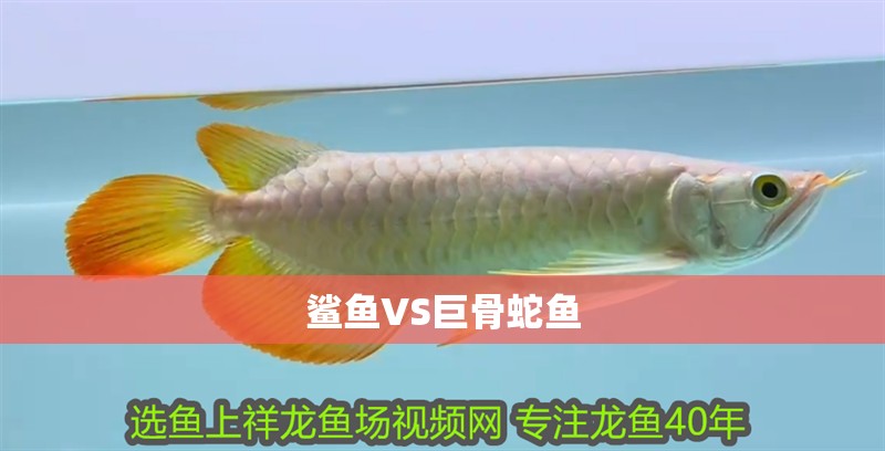 鯊魚VS巨骨蛇魚