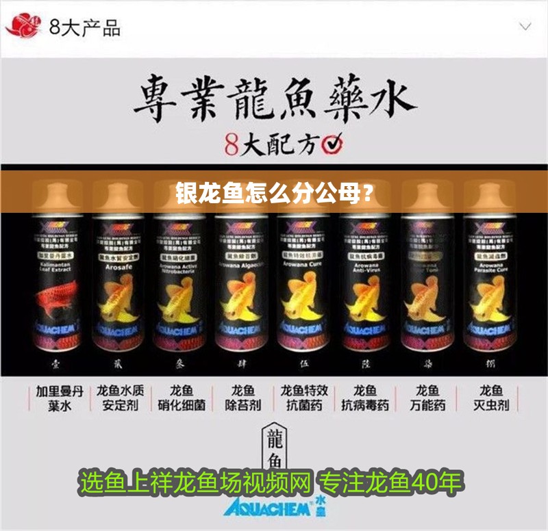 銀龍魚怎么分公母？