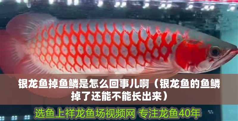 銀龍魚掉魚鱗是怎么回事兒啊（銀龍魚的魚鱗掉了還能不能長出來）