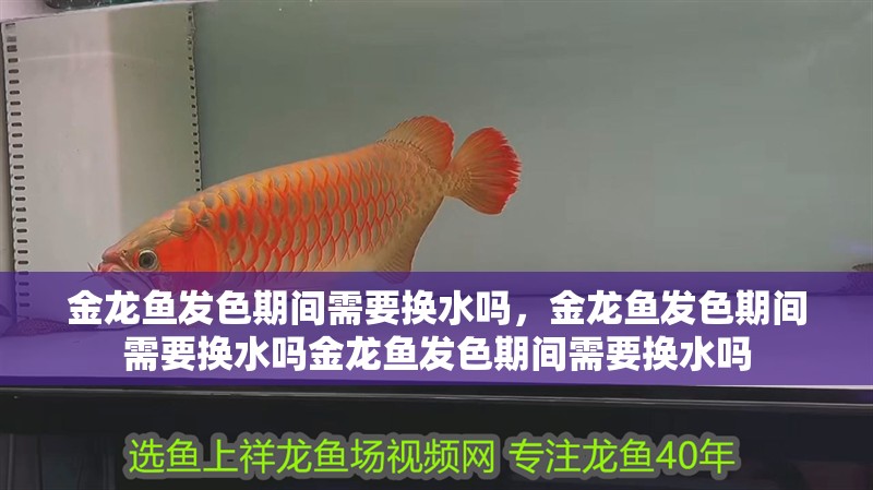 金龍魚發色期間需要換水嗎，金龍魚發色期間需要換水嗎金龍魚發色期間需要換水嗎 金龍魚發色期間需要換水嗎，金龍魚發色期間需要換水嗎金龍魚發色期間需要換水嗎 龍魚百科