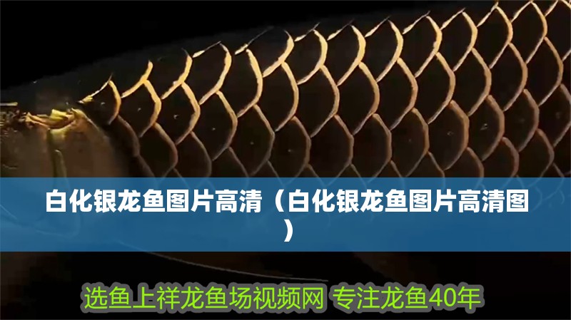 白化銀龍魚圖片高清（白化銀龍魚圖片高清圖）