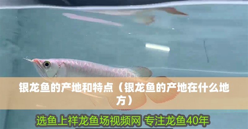 銀龍魚的產(chǎn)地和特點(diǎn)（銀龍魚的產(chǎn)地在什么地方）