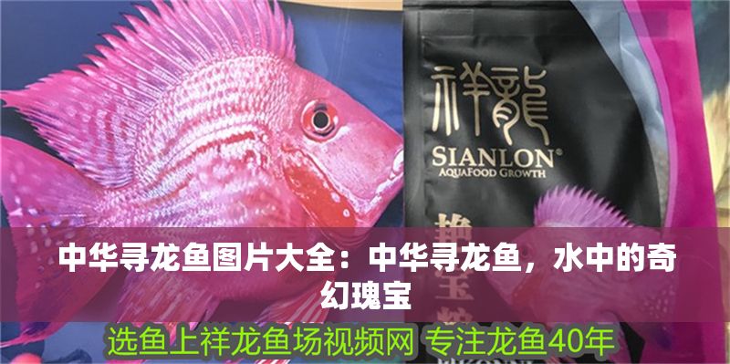 中華尋龍魚圖片大全：中華尋龍魚，水中的奇幻瑰寶