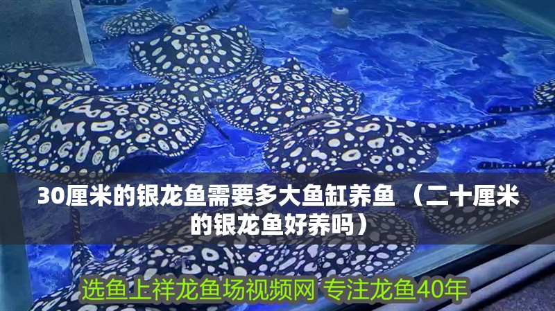 30厘米的銀龍魚需要多大魚缸養魚 （二十厘米的銀龍魚好養嗎）