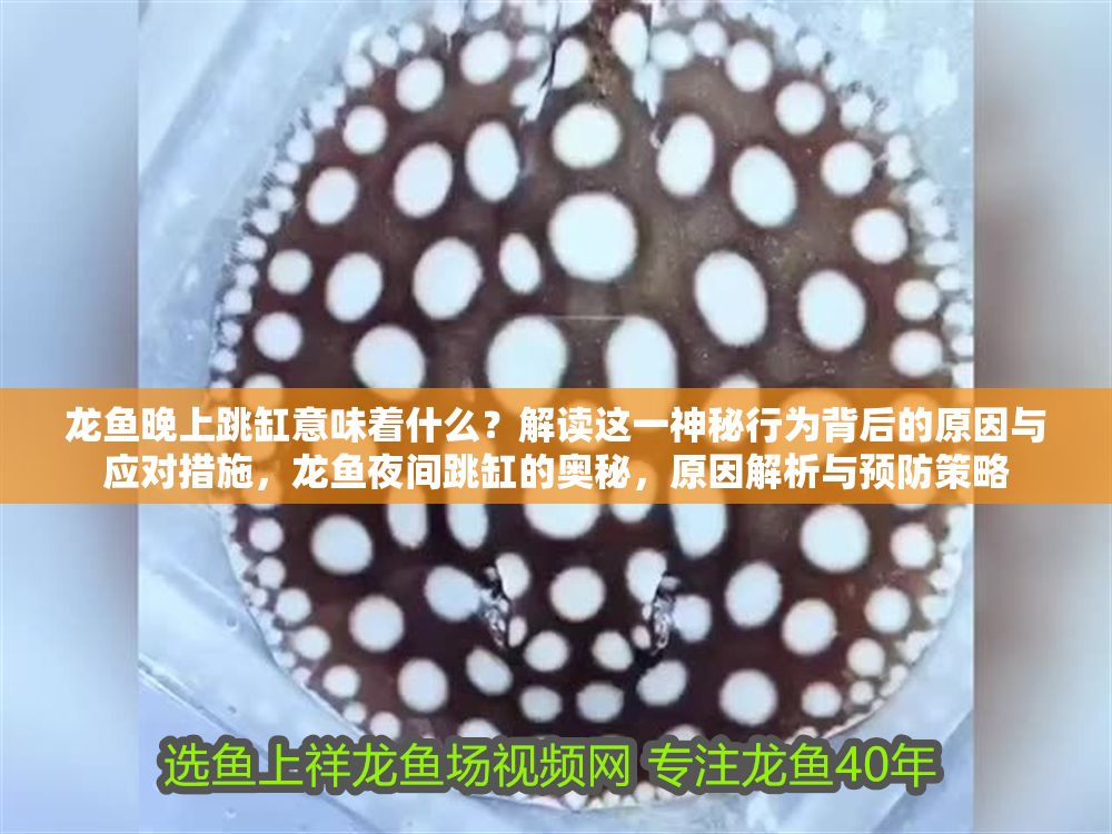 龍魚晚上跳缸意味著什么？解讀這一神秘行為背后的原因與應對措施，龍魚夜間跳缸的奧秘，原因解析與預防策略