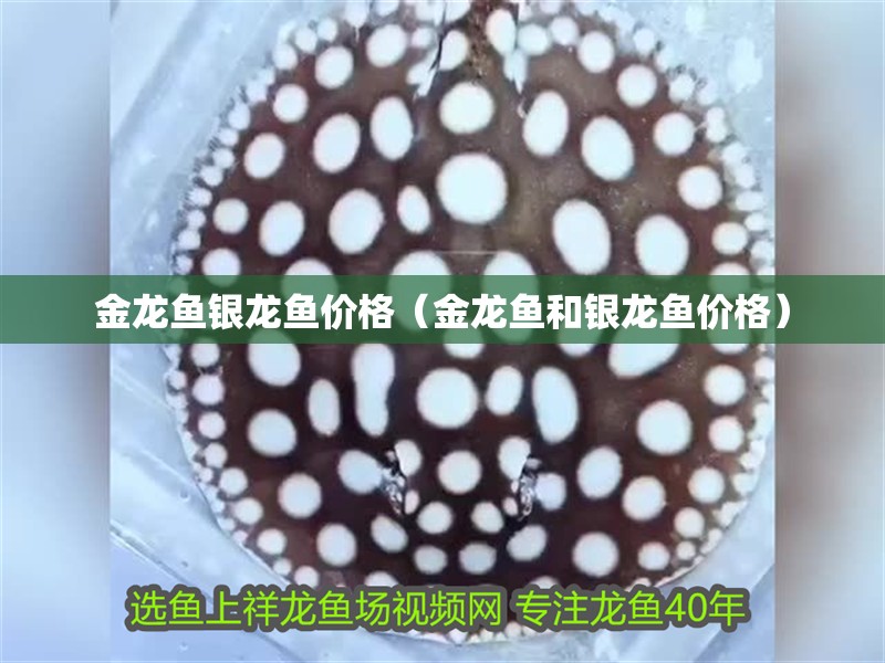 金龍魚(yú)銀龍魚(yú)價(jià)格（金龍魚(yú)和銀龍魚(yú)價(jià)格）