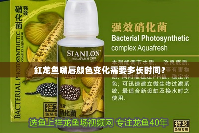 紅龍魚嘴唇顏色變化需要多長時間？