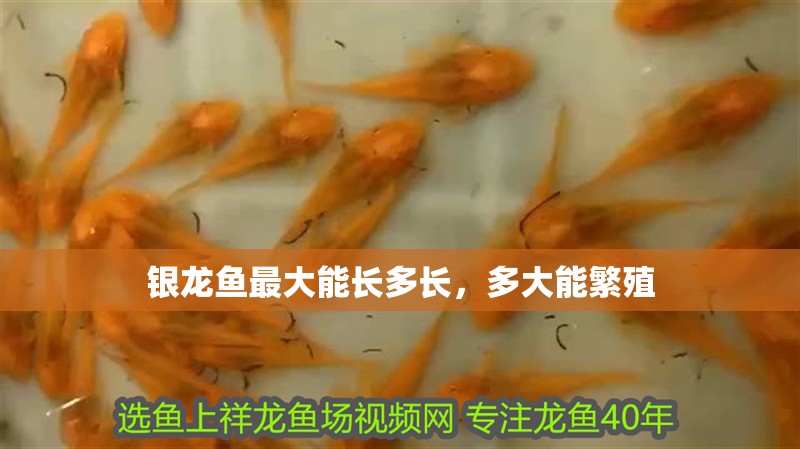 銀龍魚最大能長(zhǎng)多長(zhǎng)，多大能繁殖