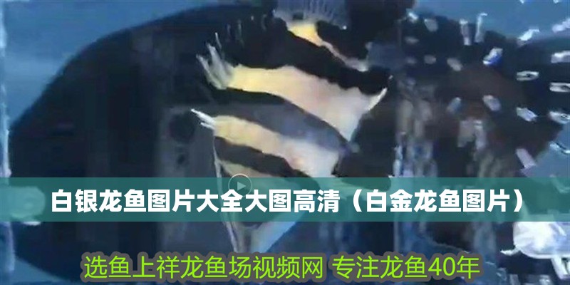 白銀龍魚圖片大全大圖高清（白金龍魚圖片） 白銀龍魚圖片大全大圖高清（白金龍魚圖片） 銀龍魚百科