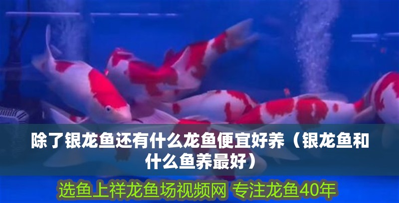 除了銀龍魚還有什么龍魚便宜好養（銀龍魚和什么魚養最好）