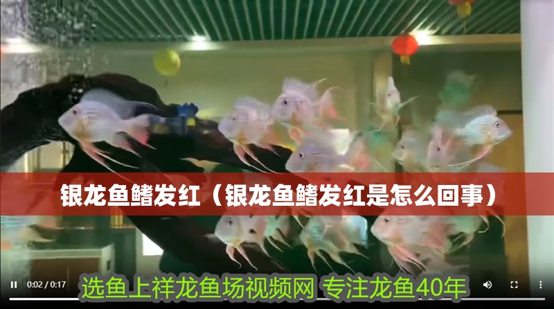 銀龍魚鰭發紅（銀龍魚鰭發紅是怎么回事）