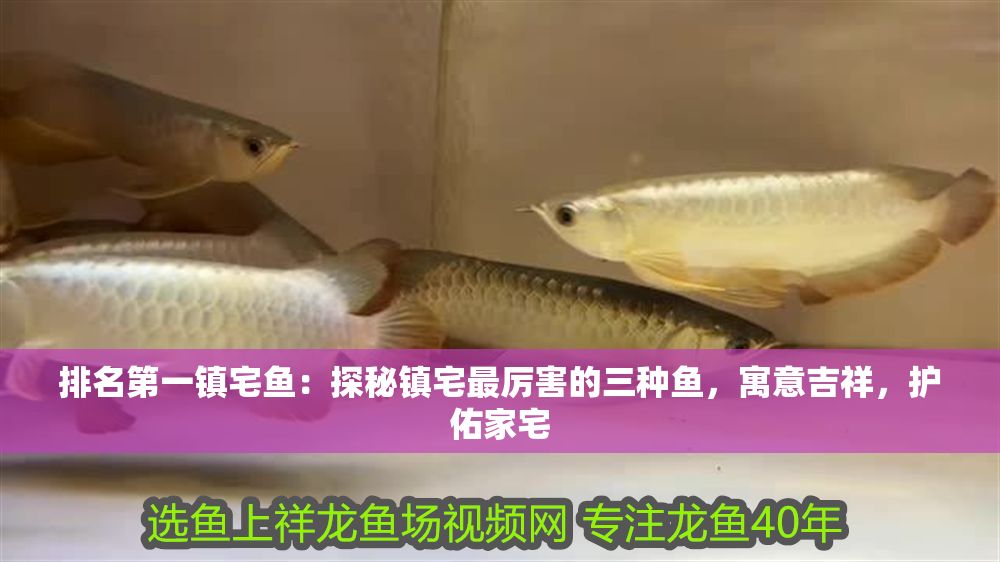 排名第一鎮(zhèn)宅魚：探秘鎮(zhèn)宅最厲害的三種魚，寓意吉祥，護佑家宅