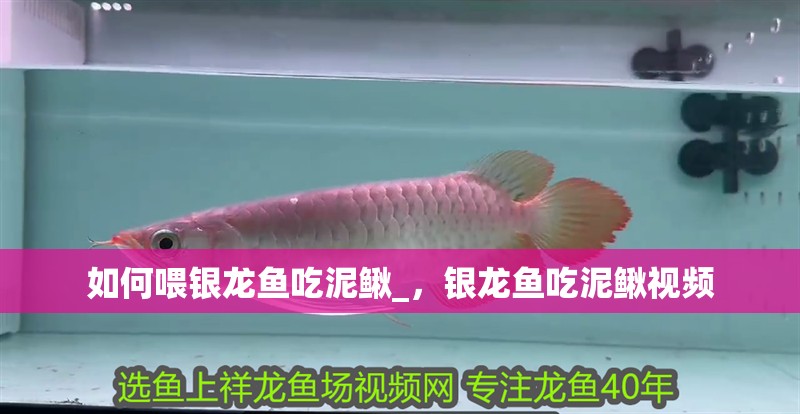 如何喂銀龍魚吃泥鰍_，銀龍魚吃泥鰍視頻