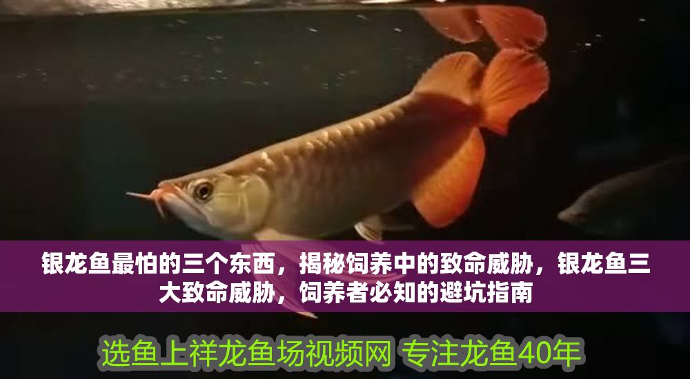 銀龍魚最怕的三個東西,揭秘飼養中的致命威脅,銀龍魚三大致命威脅,飼養者必知的避坑指南 龍魚百科 第1張 銀龍魚最怕的三個東西,揭秘飼養中的致命威脅,銀龍魚三大致命威脅,飼養者必知的避坑指南 銀龍魚最怕的三個東西,揭秘飼養中的致命威脅,銀龍魚三大致命威脅,飼養者必知的避坑指南 龍魚百科 第1張