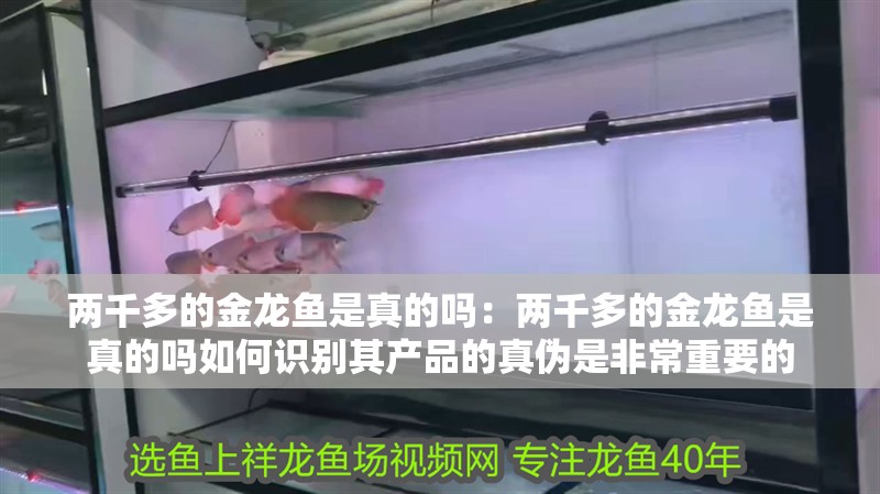 兩千多的金龍魚是真的嗎：兩千多的金龍魚是真的嗎如何識別其產品的真偽是非常重要的