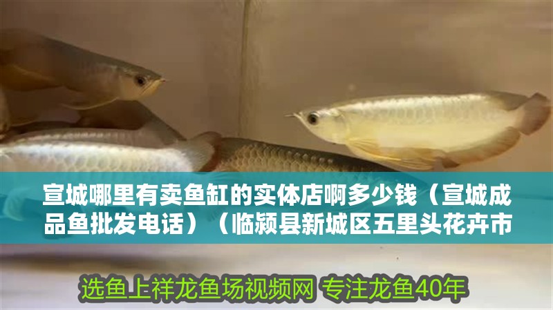 宣城哪里有賣魚缸的實體店啊多少錢（宣城成品魚批發電話）（臨潁縣新城區五里頭花卉市場賣魚缸便宜，二手魚缸價格便宜）