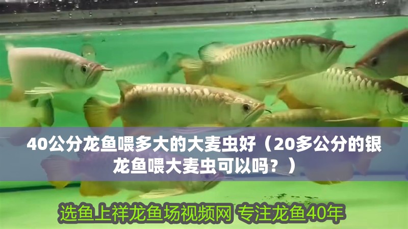 40公分龍魚喂多大的大麥蟲好（20多公分的銀龍魚喂大麥蟲可以嗎？）