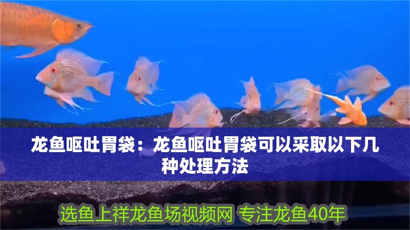 龍魚嘔吐胃袋：龍魚嘔吐胃袋可以采取以下幾種處理方法