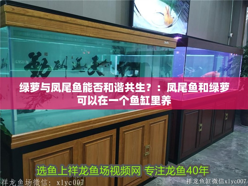 綠蘿與鳳尾魚能否和諧共生？：鳳尾魚和綠蘿可以在一個魚缸里養