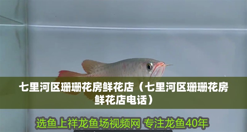 七里河區(qū)珊珊花房鮮花店（七里河區(qū)珊珊花房鮮花店電話）
