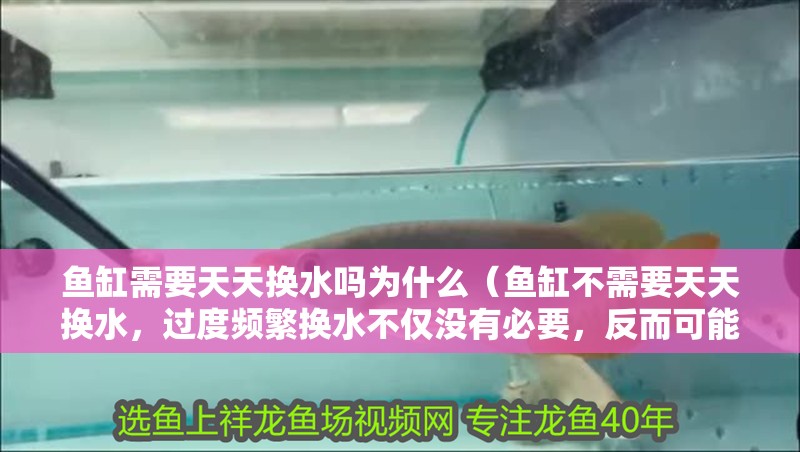 魚缸需要天天換水嗎為什么（魚缸不需要天天換水，過度頻繁換水不僅沒有必要，反而可能沒必要）