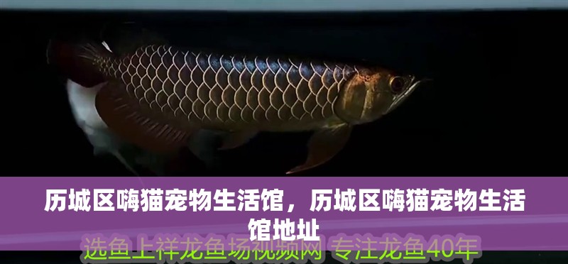 歷城區嗨貓寵物生活館，歷城區嗨貓寵物生活館地址