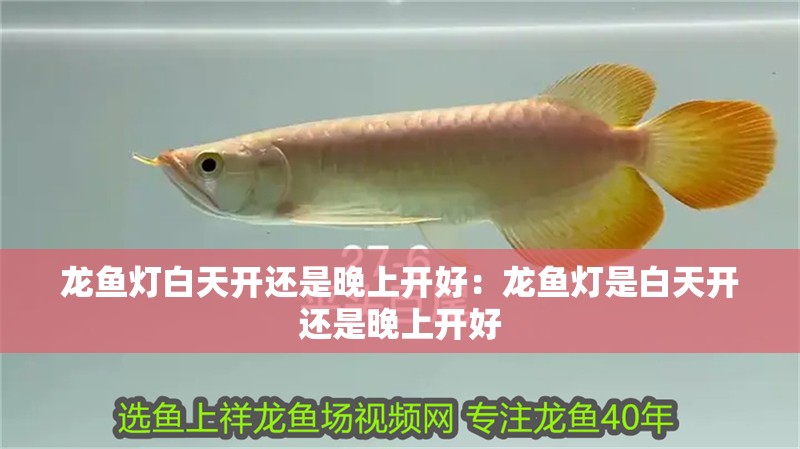 龍魚燈白天開還是晚上開好：龍魚燈是白天開還是晚上開好