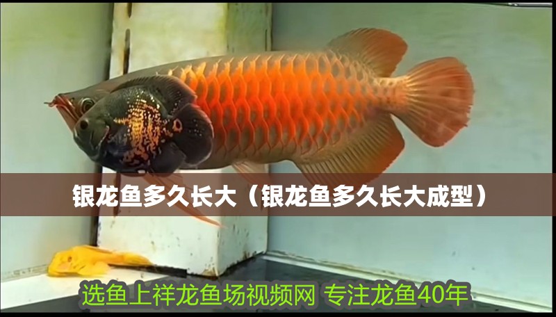銀龍魚多久長大（銀龍魚多久長大成型）