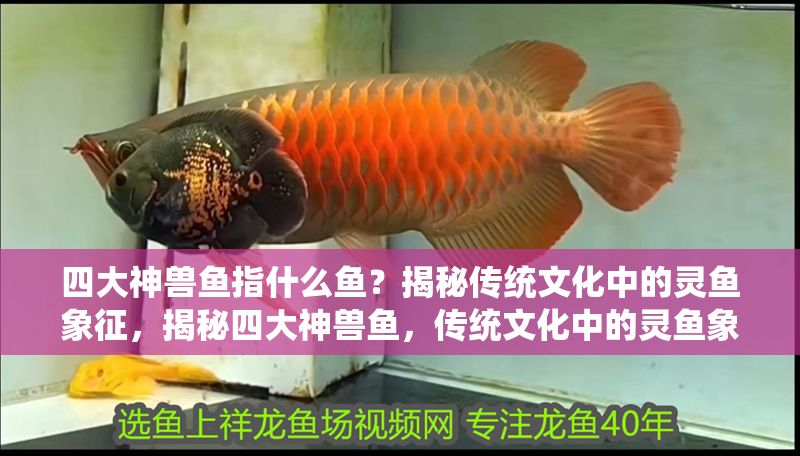 四大神獸魚指什么魚？揭秘傳統文化中的靈魚象征，揭秘四大神獸魚，傳統文化中的靈魚象征解析