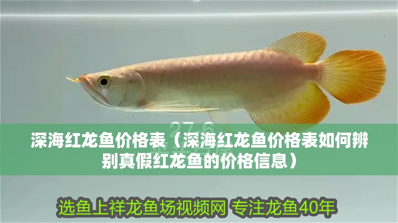 深海紅龍魚(yú)價(jià)格表（深海紅龍魚(yú)價(jià)格表如何辨別真假紅龍魚(yú)的價(jià)格信息）