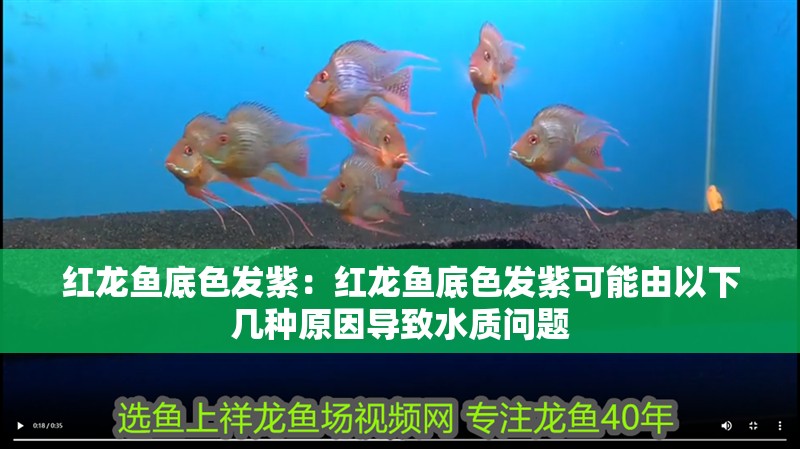 魚缸過濾器選購指南:自制魚缸過濾器魚缸上置過濾器對于養魚愛好者的必備知識 紅龍魚底色發紫:紅龍魚底色發紫可能由以下幾種原因導致水質問題 龍魚百科 紅龍魚底色發紫:紅龍魚底色發紫可能由以下幾種原因導致水質問題 紅龍魚底色發紫:紅龍魚底色發紫可能由以下幾種原因導致水質問題 龍魚百科