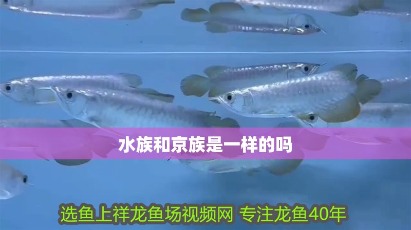 水族和京族是一樣的嗎