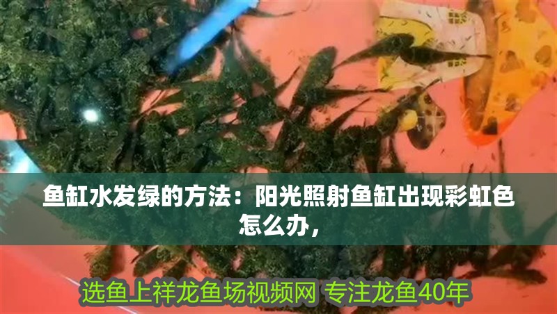 魚缸水發綠的方法：陽光照射魚缸出現彩虹色怎么辦，
