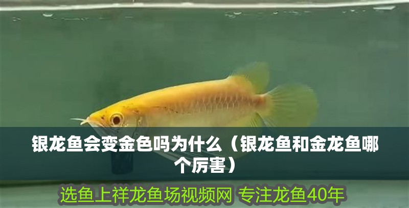 銀龍魚(yú)會(huì)變金色嗎為什么（銀龍魚(yú)和金龍魚(yú)哪個(gè)厲害）