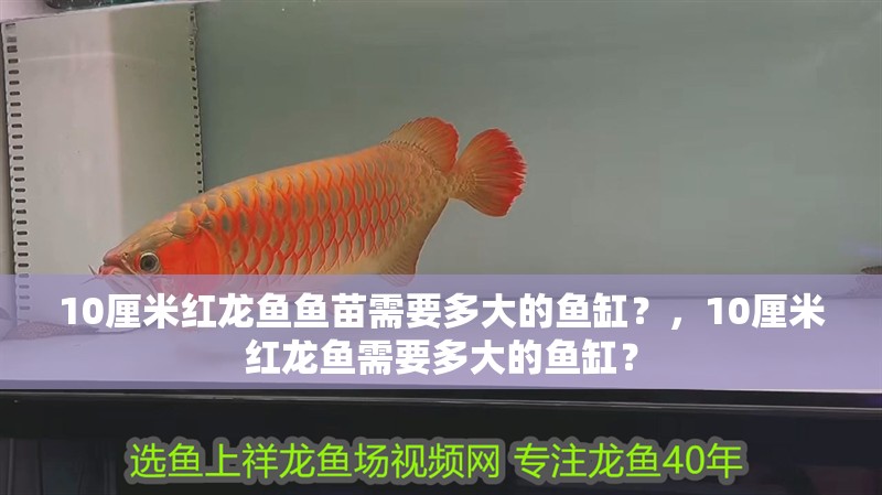 10厘米紅龍魚魚苗需要多大的魚缸？，10厘米紅龍魚需要多大的魚缸？