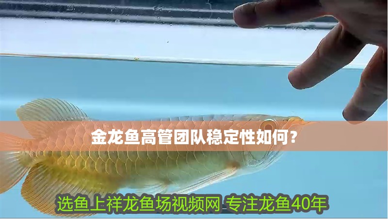 金龍魚高管團隊穩定性如何？