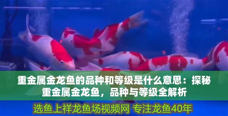 重金屬金龍魚的品種和等級(jí)是什么意思：探秘重金屬金龍魚，品種與等級(jí)全解析