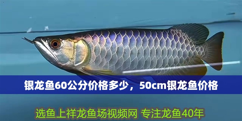 銀龍魚(yú)60公分價(jià)格多少，50cm銀龍魚(yú)價(jià)格