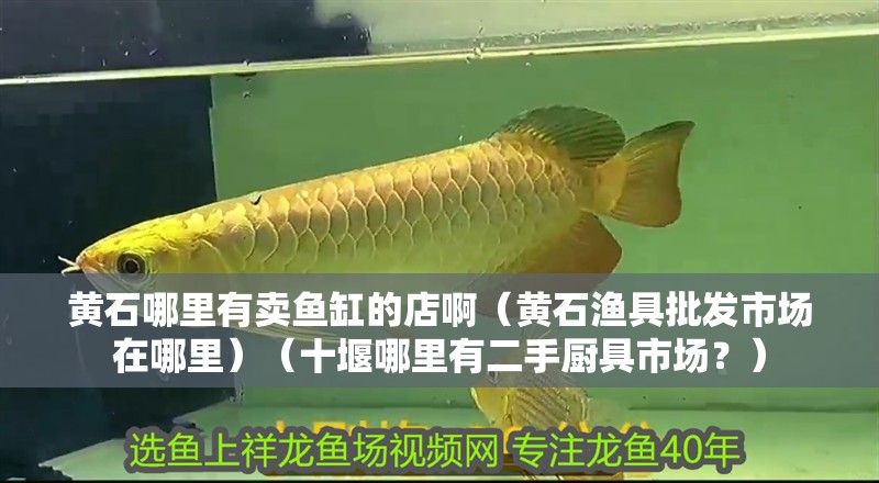 黃石哪里有賣魚缸的店啊（黃石漁具批發市場在哪里）（十堰哪里有二手廚具市場？）