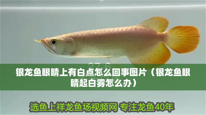 銀龍魚眼睛上有白點怎么回事圖片（銀龍魚眼睛起白霧怎么辦）