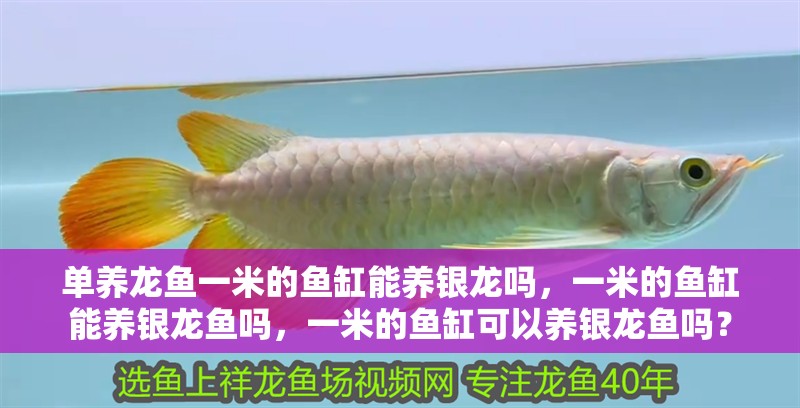 單養(yǎng)龍魚(yú)一米的魚(yú)缸能養(yǎng)銀龍嗎，一米的魚(yú)缸能養(yǎng)銀龍魚(yú)嗎，一米的魚(yú)缸可以養(yǎng)銀龍魚(yú)嗎？