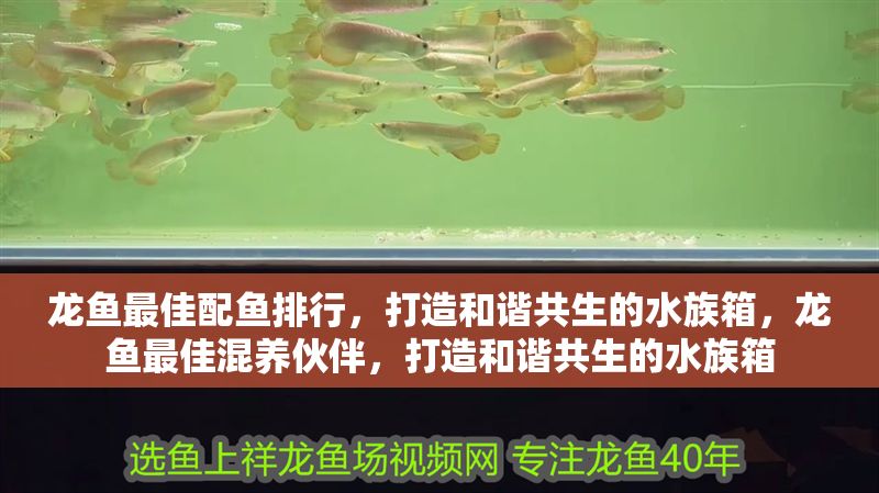 龍魚最佳配魚排行，打造和諧共生的水族箱，龍魚最佳混養伙伴，打造和諧共生的水族箱