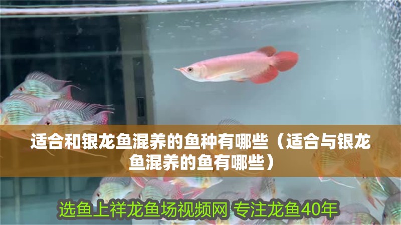 適合和銀龍魚混養(yǎng)的魚種有哪些（適合與銀龍魚混養(yǎng)的魚有哪些）