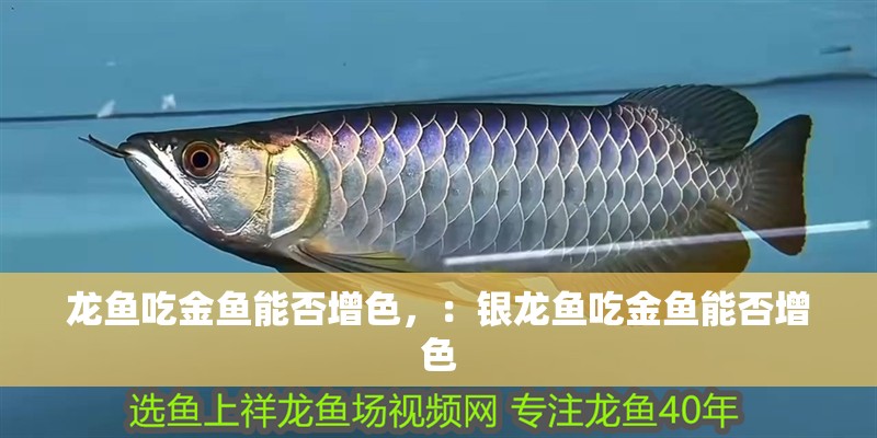 龍魚吃金魚能否增色，：銀龍魚吃金魚能否增色