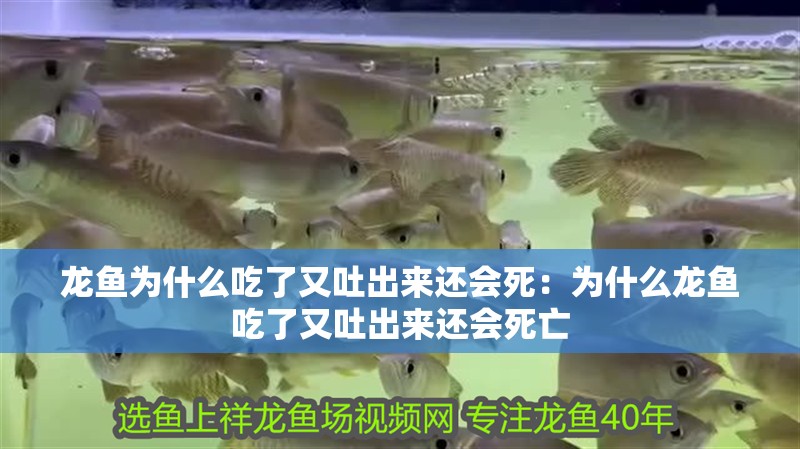 龍魚為什么吃了又吐出來還會死：為什么龍魚吃了又吐出來還會死亡