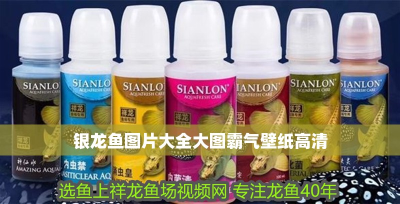 銀龍魚圖片大全大圖霸氣壁紙高清